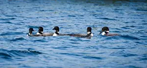 Immature Prints: Group of five loons swimming together on lake in Canada on summer day