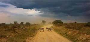Dirt Road Prints: A group of migrating zebras walk along a dirt road as a rainstorm comes into from the horizon at Central Serengeti