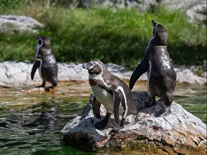 Waddle Prints: Group of Penguins stand on a Rock Together Near a Pond