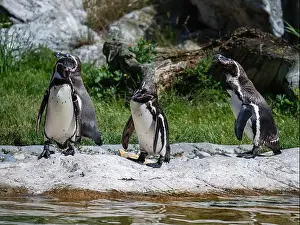 Waddle Prints: Group of Penguins stand on a Rock Together Near a Pond