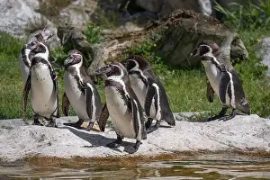 Waddle Prints: Group of Penguins stand on a Rock Together Near a Pond