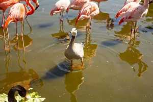 Flamingo Prints: Group of pink flamingos and goose in the zoo