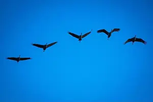 George Theodore Prints: Group of five sandhill cranes flying at Bosque del Apache