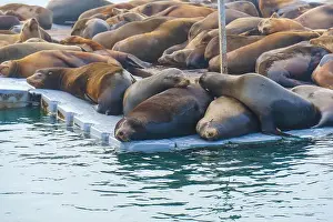 Oceanside Prints: Group of sea lions lounging on a dock in Oceanside
