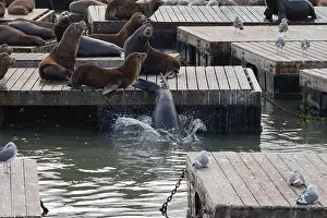 Sea Lion Prints: Group of sea lions on a pier in San Francisco, California, USA