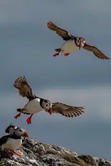 Clown Prints: Group Of Seabird Species Atlantic Puffin (Fratercula arctica)