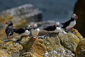 Sandeel Prints: Group Of Seabird Species Atlantic Puffin (Fratercula arctica)