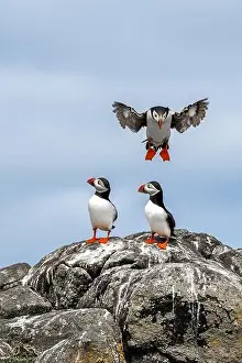 Sandeel Prints: Group Of Seabird Species Atlantic Puffin (Fratercula arctica)