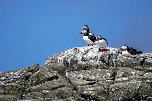 Sandeel Prints: Group Of Seabird Species Atlantic Puffin (Fratercula arctica)