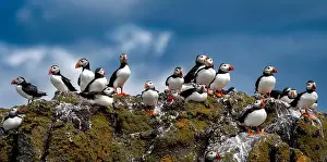 Sandeel Prints: Group Of Seabird Species Atlantic Puffin (Fratercula arctica)