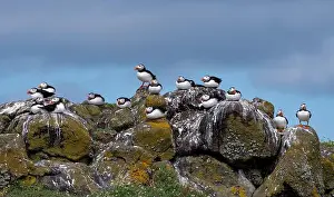 Sandeel Prints: Group Of Seabird Species Atlantic Puffin (Fratercula arctica)