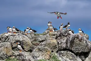 Group Of Seabird Species Atlantic Puffin (Fratercula arctica)