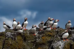 Sandeel Prints: Group Of Seabird Species Atlantic Puffin (Fratercula arctica)