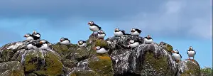 Sandeel Prints: Group Of Seabird Species Atlantic Puffin (Fratercula arctica)