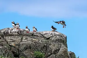Sandeel Prints: Group Of Seabird Species Atlantic Puffin (Fratercula arctica)