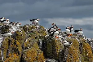 Sandeel Prints: Group Of Seabird Species Atlantic Puffin (Fratercula arctica)