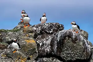 Sandeel Prints: Group Of Seabird Species Atlantic Puffin (Fratercula arctica)