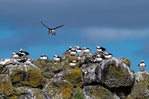 Sandeel Prints: Group Of Seabird Species Atlantic Puffin (Fratercula arctica)