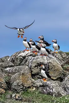 Sandeel Prints: Group Of Seabird Species Atlantic Puffin (Fratercula arctica)
