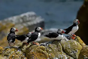 Sandeel Prints: Group Of Seabird Species Atlantic Puffin (Fratercula arctica)
