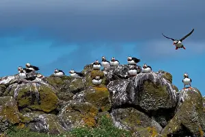 Sandeel Prints: Group Of Seabird Species Atlantic Puffin (Fratercula arctica)
