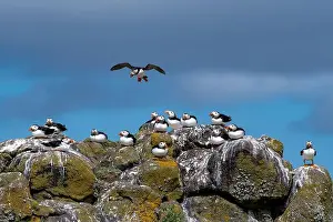 Sandeel Prints: Group Of Seabird Species Atlantic Puffin (Fratercula arctica)