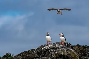 Sandeel Prints: Group Of Seabird Species Atlantic Puffin (Fratercula arctica)