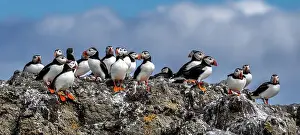 Group Of Seabird Species Atlantic Puffin (Fratercula arctica)