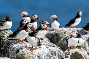 Group Of Seabird Species Atlantic Puffin (Fratercula arctica)