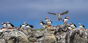 Sandeel Prints: Group Of Seabird Species Atlantic Puffin (Fratercula arctica)