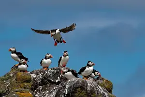 Fratercula Arctica Prints: Group Of Seabird Species Atlantic Puffin (Fratercula arctica)