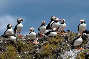 Fratercula Arctica Prints: Group Of Seabird Species Atlantic Puffin (Fratercula arctica)