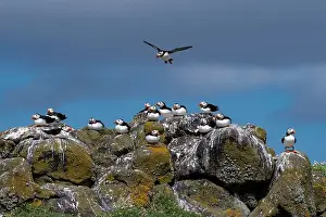 Fratercula Arctica Prints: Group Of Seabird Species Atlantic Puffin (Fratercula arctica)