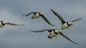 Fratercula Arctica Prints: Group Of Seabird Species Atlantic Puffin (Fratercula arctica)