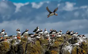 Fratercula Arctica Prints: Group Of Seabird Species Atlantic Puffin (Fratercula arctica)