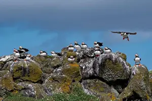 Fratercula Arctica Prints: Group Of Seabird Species Atlantic Puffin (Fratercula arctica)