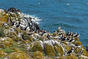 Fratercula Arctica Prints: Group Of Seabird Species Atlantic Puffin (Fratercula arctica)