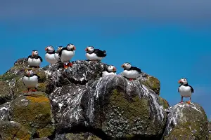 Fratercula Arctica Prints: Group Of Seabird Species Atlantic Puffin (Fratercula arctica)