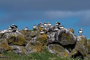 Fratercula Arctica Prints: Group Of Seabird Species Atlantic Puffin (Fratercula arctica)