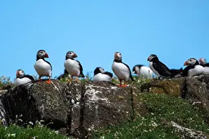 Fratercula Arctica Prints: Group Of Seabird Species Atlantic Puffin (Fratercula arctica)