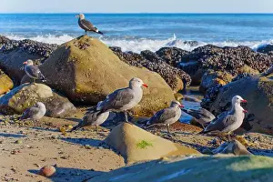 Seagulls Prints: Group of seagulls perched on rocks by the shore