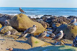 Seagulls Prints: Group of seagulls perched on rocks along the shoreline
