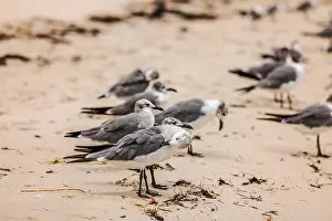 Preening Prints: Group of seagulls resting on sandy beach