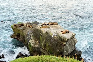 Rocky Coast Prints: A group of seals are resting on a rock in the ocean at La jolla Cove