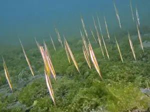 Costal Prints: A group of slender fish, jointed razorfish