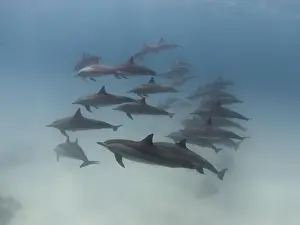 New Caledonia Prints: Group of spinner dolphins in the blue sea underwater