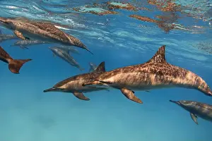 Cetacean Prints: Group of spinner dolphins in the blue sea underwater