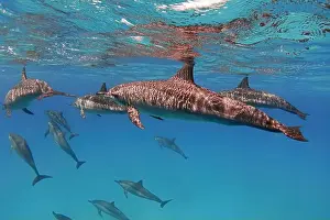Cetacean Prints: Group of spinner dolphins in the blue sea underwater
