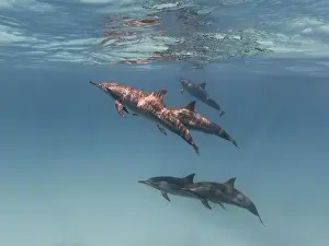 Cetacean Prints: Group of spinner dolphins swimming in the blue sea underwater