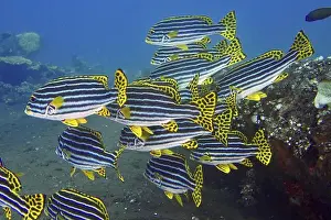 Oriental Sweetlips Prints: Group of striped fish with yellow fins